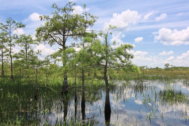 Everglades 8 manzara