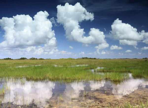 Spiegelung in der Landschaft der Everglades — Stockfoto