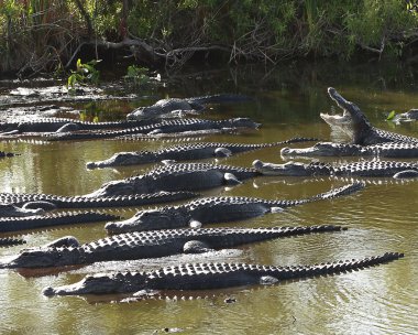 Group of American Alligators clipart