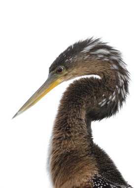 Anhinga (Anhinga anhinga) clipart