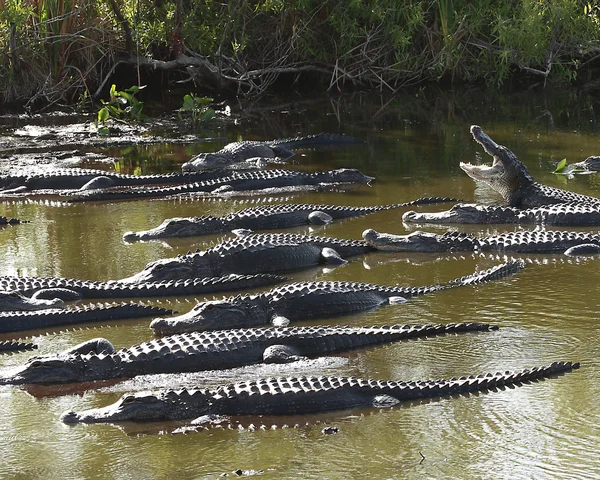 Gruppo di Alligatori Americani — Foto Stock
