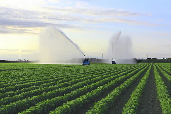灌溉农场土地 免版税图库照片