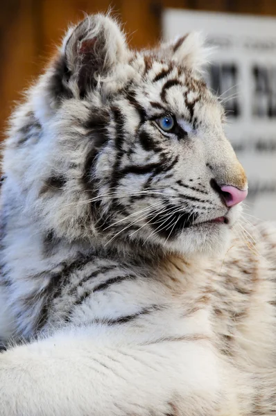 Közelkép a fehér tigris kölyök — Stock Fotó