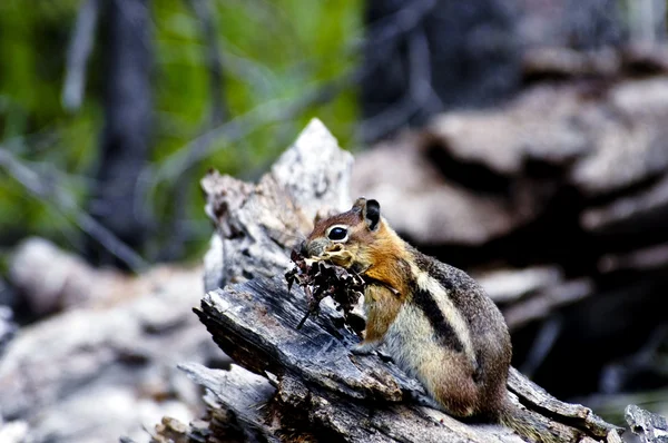 Mantle doré écureuil terrestre — Photo
