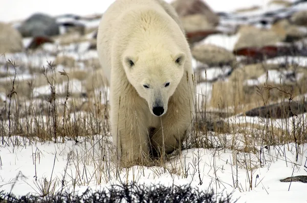 Niedźwiedź polarny bliska — Zdjęcie stockowe