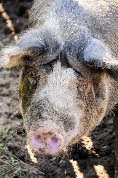 Primer plano de un cerdo — Foto de Stock