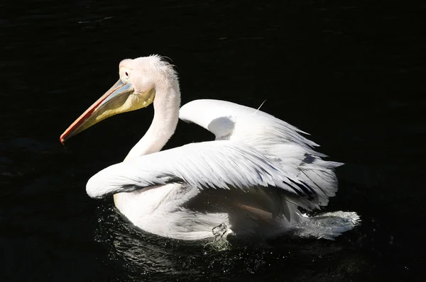 Rosa apoiado pelicano — Fotografia de Stock