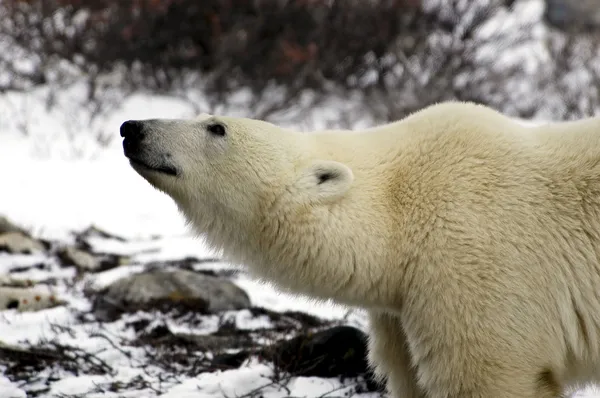 Polar Bear in Canada — Stockfoto