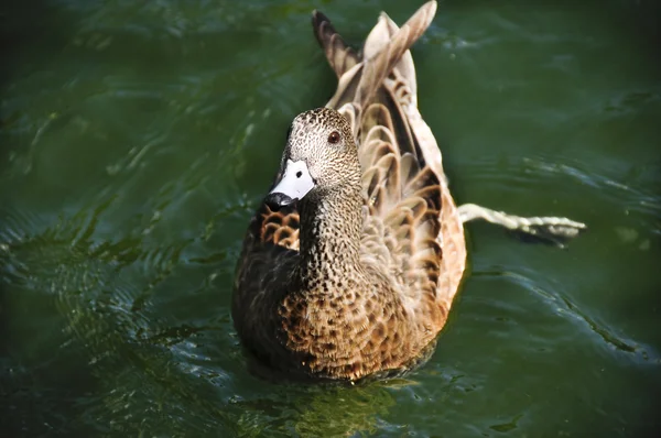 Yeleli ördek — Stok fotoğraf