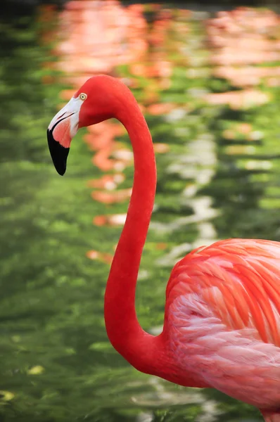 Flamingo das Caraíbas Imagens De Bancos De Imagens Sem Royalties