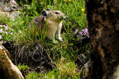 Grazing Pika clipart