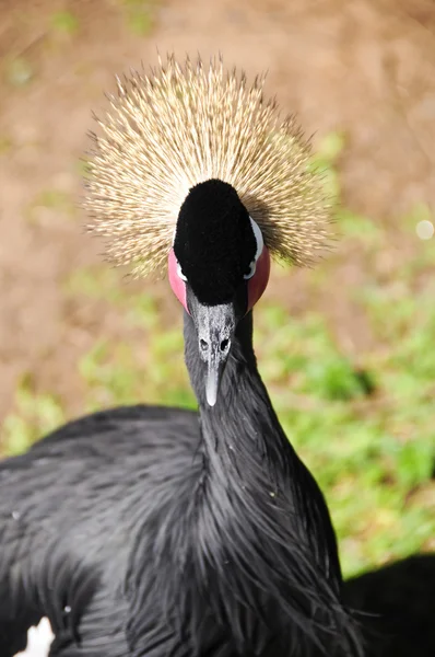 Västafrikanska krönt crane — Stockfoto