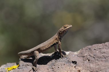 Lizard in Utah clipart