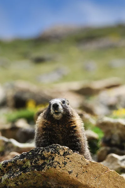 Marmot op een rots — Stockfoto