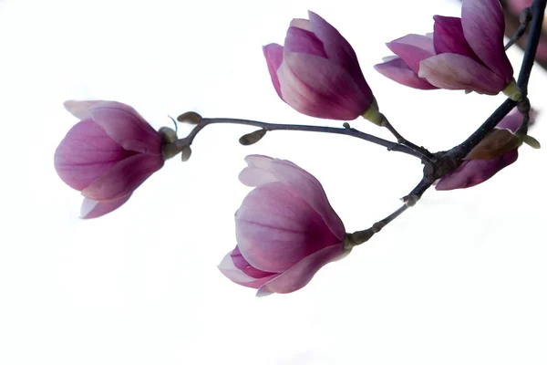 stock image Magnolia brench isolated