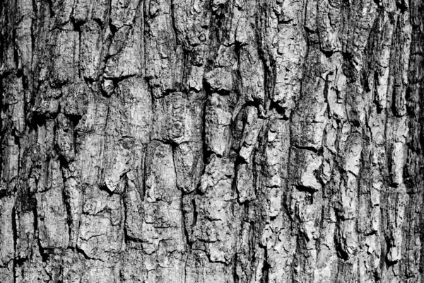 木の質感 ロイヤリティフリーのストック画像