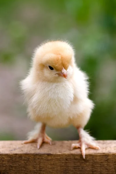 鶏のクローズ アップ — ストック写真