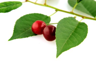 Morello cherry with leafs clipart