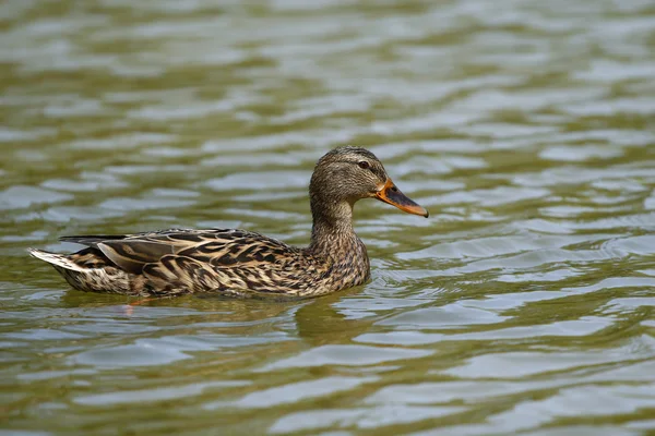 stock image Common duck