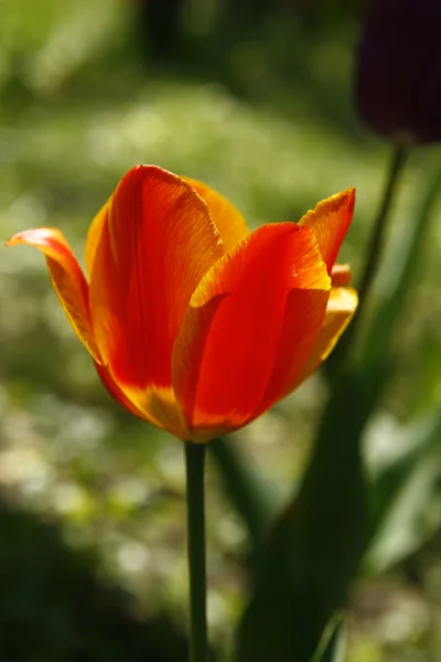 Tulipa laranja — Fotografia de Stock