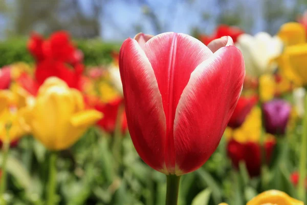 Tulip Macro — Stockfoto