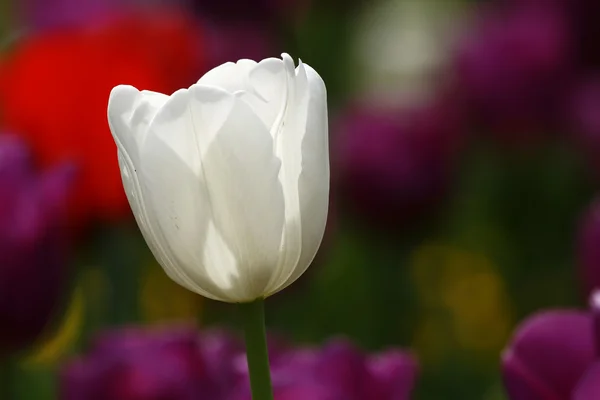 White tulip — Stock Photo, Image