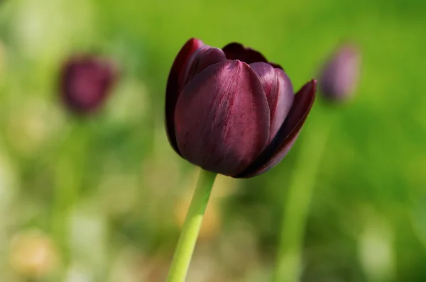 Black tulip landscape — Stock Photo, Image