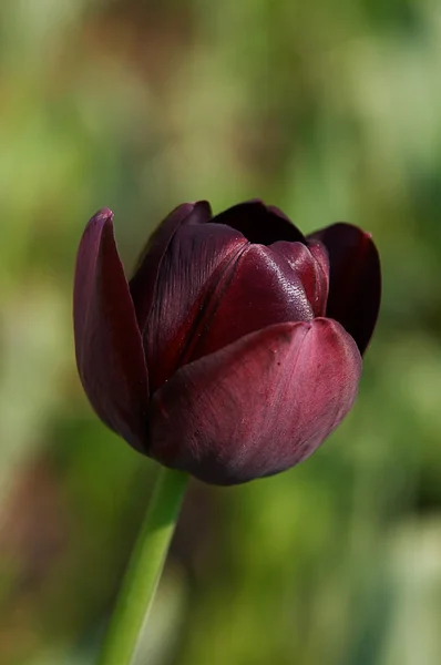 Porträt einer schwarzen Tulpe — Stockfoto