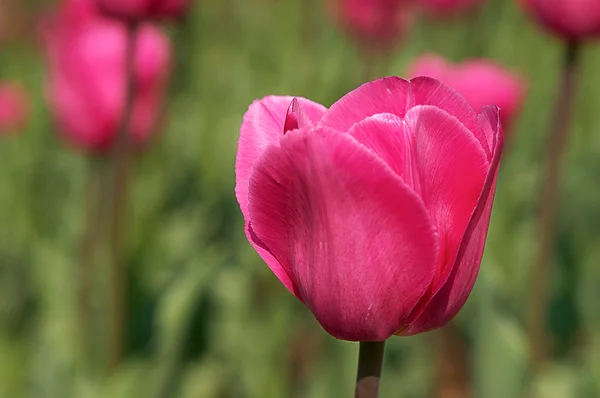 Tulipa rosa isolada — Fotografia de Stock