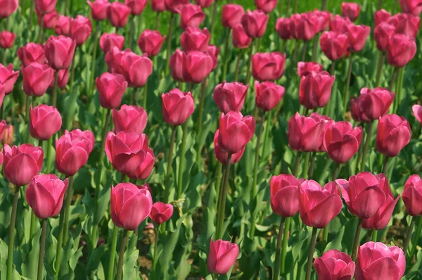 Розовый сад тюльпанов — стоковое фото