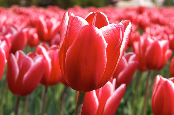 Rote und weiße Tulpe isoliert — Stockfoto