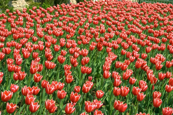 Rode en witte tulpen — Stockfoto