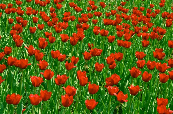 Rode tulpen veld — Stockfoto