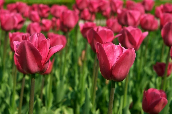 Twee roze tulpen — Stockfoto