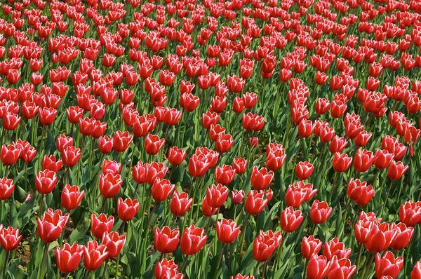 Tulip Background — Stock Photo, Image