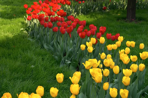 Twee kleur tulpen — Stockfoto
