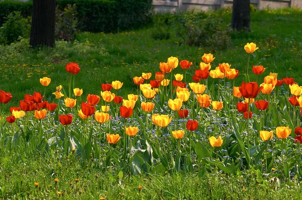 Tulipani al sole — Foto Stock