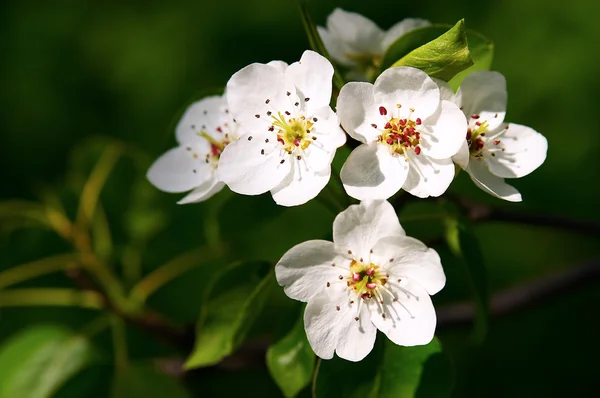 白いリンゴの花 — ストック写真