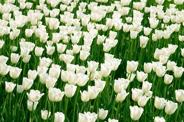 Белое поле тюльпанов — стоковое фото