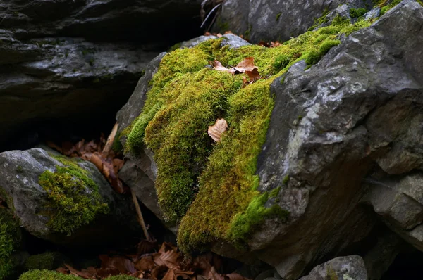 stock image Wild moss