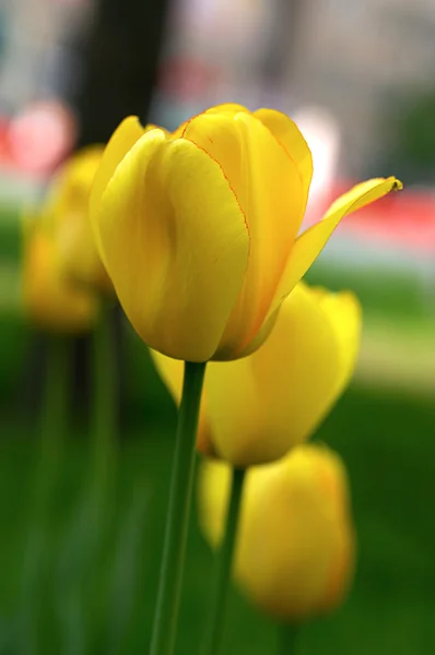 Gele tulpenclose-up — Stockfoto