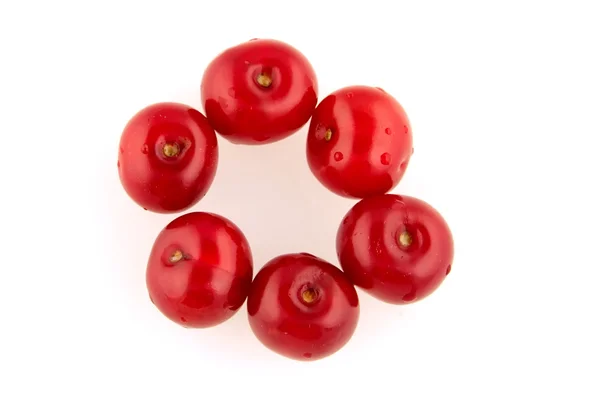 Morello cherry cirkel — Stockfoto