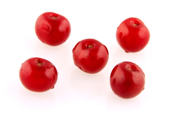 Morello cherry rutnät — Stockfoto