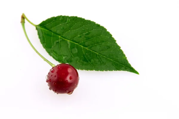Morello cherry — Stockfoto