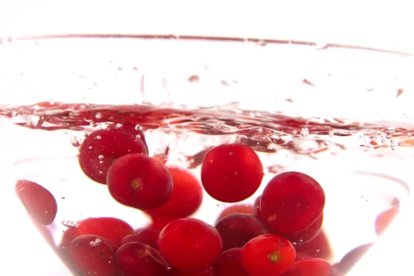 Morello cherry kom — Stockfoto