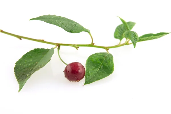 Morello cherry branchs — Stok fotoğraf