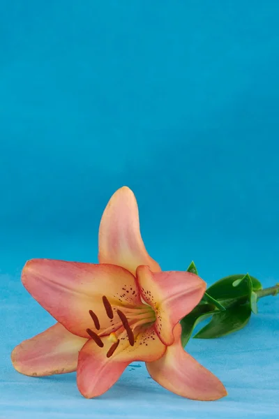 Розовая лилия на голубом — стоковое фото