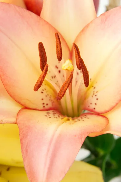 Роза лилия — стоковое фото