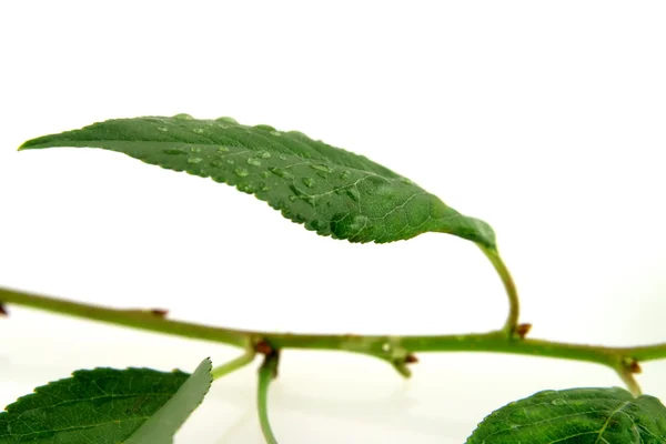 Чистая зелёная листва — стоковое фото