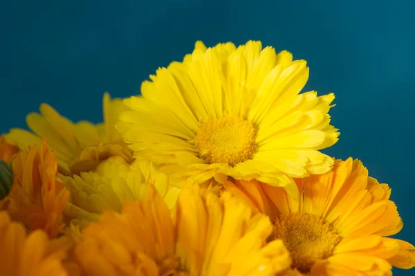 Varma blommor detalj — Stockfoto